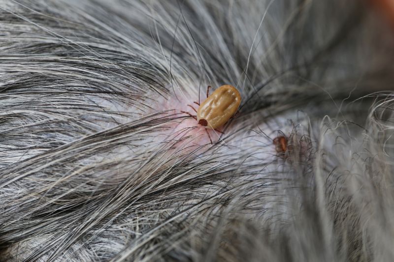 Common Flea And Tick Problems In Homes And Yards
