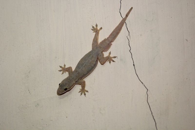 Gecko Extermination