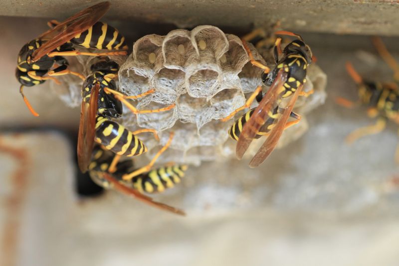 Wasps and Hornets