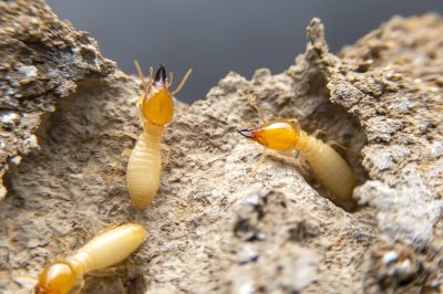 Termites