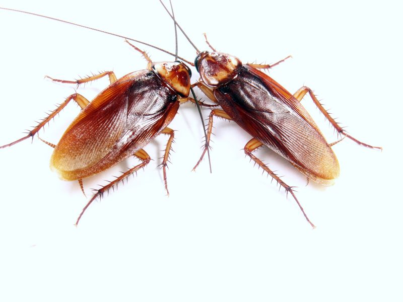 Roach Infestation Control
