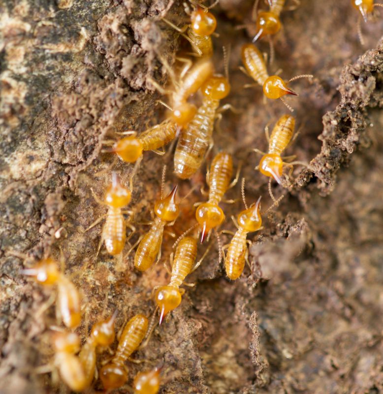 Termite Fumigation