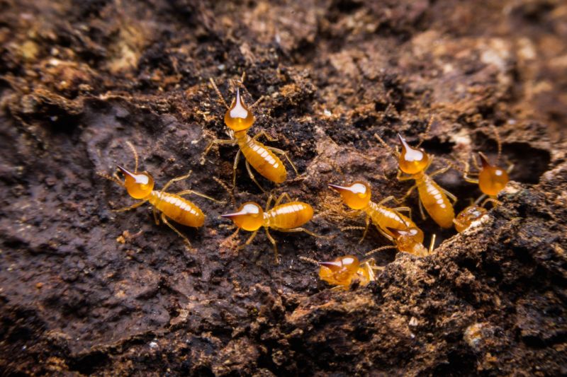 Termite Treatment Service