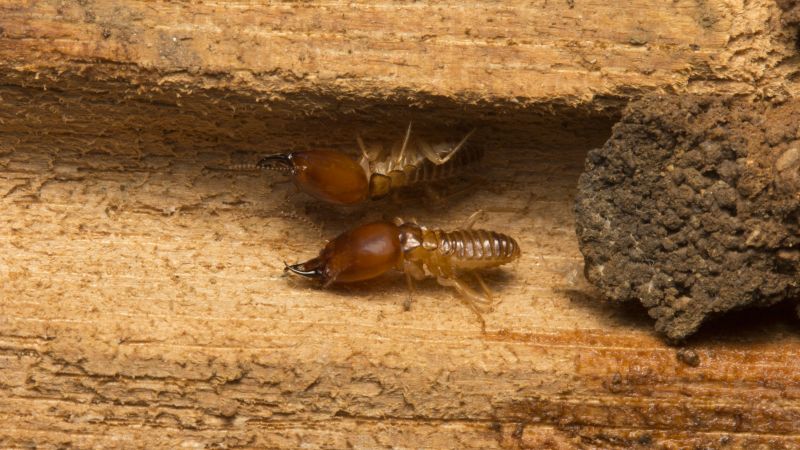 Termites Extermination