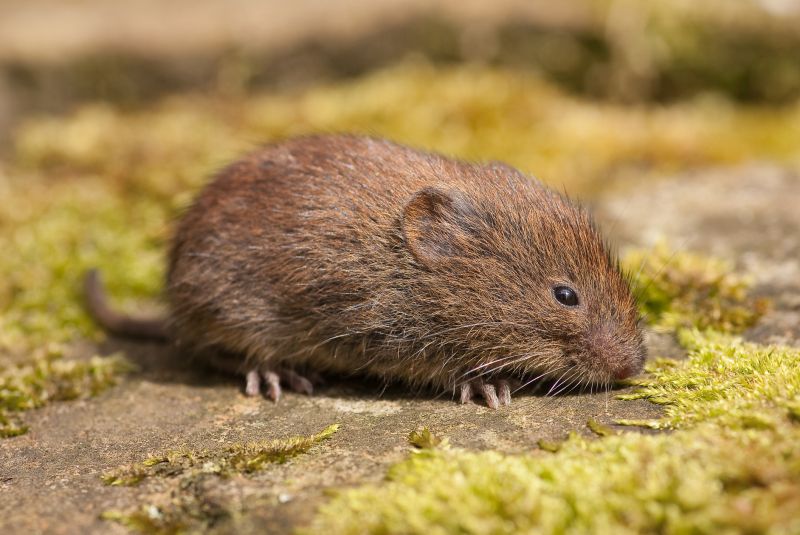 Voles Extermination