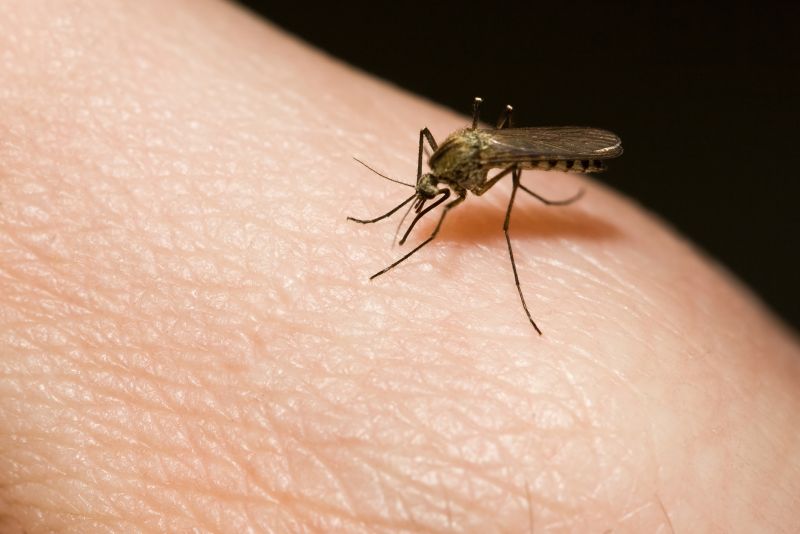 Why Spring Fly And Mosquito Pest Control Matters